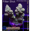4A6-2 WYSIWYG - Acropora millepora, Höhe 39mm