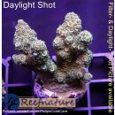 4A6-2 WYSIWYG - Acropora millepora, Höhe 39mm