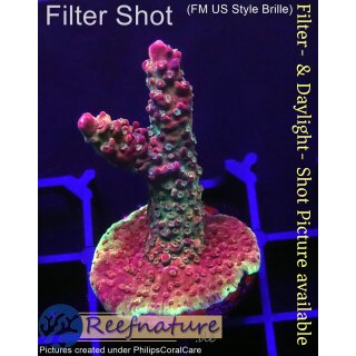4A6-3 WYSIWYG - Acropora Madame Medusa Höhe 46mm