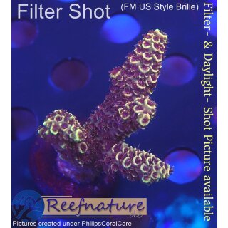 4A6-3 WYSIWYG - Acropora spathulata. Höhe 43mm