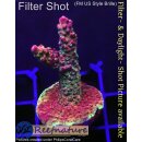 4A6-3 WYSIWYG - Acropora Madame Medusa Höhe 46mm
