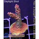 4A6-3 WYSIWYG - Acropora Madame Medusa Höhe 46mm