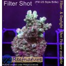 4A6-3 WYSIWYG - Acropora sp. Höhe 47mm