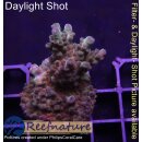 4A6-3 WYSIWYG - Acropora sp. Höhe 47mm