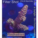 4A6-3 WYSIWYG - Acropora spathulata. Höhe 43mm