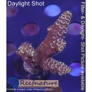 4A6-3 WYSIWYG - Acropora spathulata. Höhe 43mm