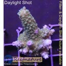 4A6-4 WYSIWYG - Acropora Mango Garden Höhe 45mm