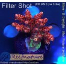 4A6-4 WYSIWYG - Acropora red Planet, Höhe 23mm