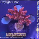 4A6-4 WYSIWYG - Acropora red Planet, Höhe 23mm