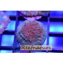 Chalice - Red Lava Chalice small bis 4cm