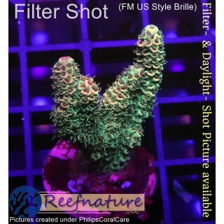 4B2-4 WYSIWYG - Acropora millepora, Höhe 34mm