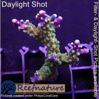 4B2-4 WYSIWYG - Acropora nana. Höhe 44mm