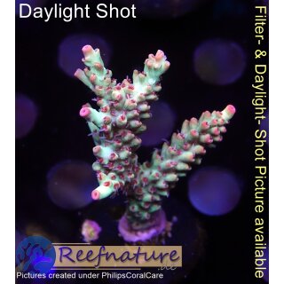 4B2-4 WYSIWYG - Acropora strawberry shortcake, Höhe 47mm