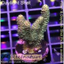 4B2-4 WYSIWYG - Acropora millepora, Höhe 34mm