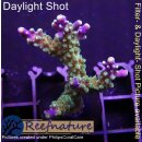 4B2-4 WYSIWYG - Acropora nana. Höhe 44mm