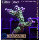 4B2-4 WYSIWYG - Acropora nana. Höhe 44mm