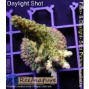 4B2-4 WYSIWYG - Acropora sp. Höhe 64mm