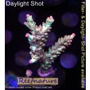4B2-4 WYSIWYG - Acropora strawberry shortcake, Höhe...