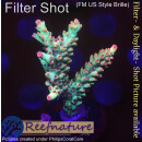4B2-4 WYSIWYG - Acropora strawberry shortcake, Höhe 47mm