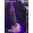 Acropora red Robin Staghorn - Red, blue Tips
