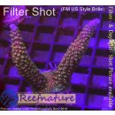 Acropora red Robin Staghorn - Red, blue Tips