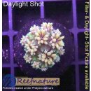 4D6-2 WYSIWYG - Galaxea GOLD small