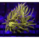 Euphyllia Glabrescens NY Knicks (ab 1 Kopf)
