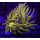 Euphyllia Glabrescens NY Knicks (ab 1 Kopf)