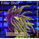 Euphyllia Glabrescens NY Knicks 1,5 Köpfe (Kopf in Teilung)