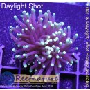 4U1-4 WYSIWYG - Euphyllia glabrescens Black Torch