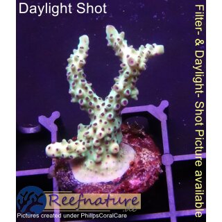 4A6-5 WYSIWYG - Acropora sp. gelb, lila Polypen Höhe 37mm
