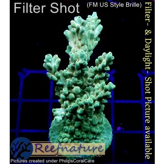 4A6-5 WYSIWYG - Acropora sp. table, Höhe 54mm