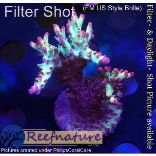 4A6-5 WYSIWYG - Acropora strawberry shortcake, Höhe 54mm