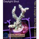 4A6-5 WYSIWYG - Acropora Mango Garden Höhe 33mm