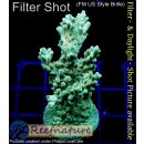 4A6-5 WYSIWYG - Acropora sp. table, Höhe 54mm