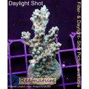4A6-5 WYSIWYG - Acropora sp. table, Höhe 54mm