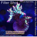 4A6-5 WYSIWYG - Acropora strawberry shortcake, Höhe...