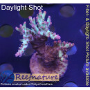 4A6-5 WYSIWYG - Acropora strawberry shortcake, Höhe 54mm