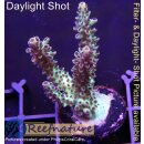 4A6-6 WYSIWYG - Acropora sp. gelb, lila Polypen Höhe...