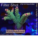 4A6-6 WYSIWYG - Acropora sp, Höhe 46mm