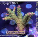 4A6-6 WYSIWYG - Acropora sp, Höhe 46mm