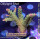 4A6-6 WYSIWYG - Acropora sp, Höhe 46mm