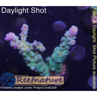 4C6-7 WYSIWYG -  Acropora sp. blaue polypen Höhe 52mm