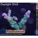4C6-7 WYSIWYG -  Acropora sp. blaue polypen Höhe 52mm