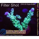 4C6-7 WYSIWYG -  Acropora sp. blaue polypen Höhe 52mm
