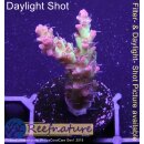 4C7-8 WYSIWYG -  Acropora strawberry Shortcake, Höhe...