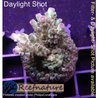 4C5-7 WYSIWYG - Acropora sp, Höhe 45mm