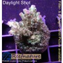 4C5-7 WYSIWYG - Acropora sp, Höhe 45mm