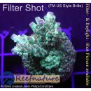 4C5-7 WYSIWYG - Acropora sp, Höhe 45mm