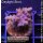4A1-4 WYSIWYG - Cyphastrea decadia ROT